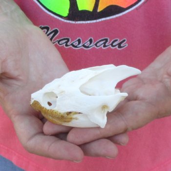 3-1/2" Common Snapping Turtle Skull - $42