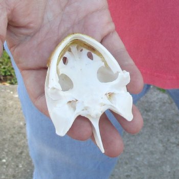 3-1/2" Common Snapping Turtle Skull - $42