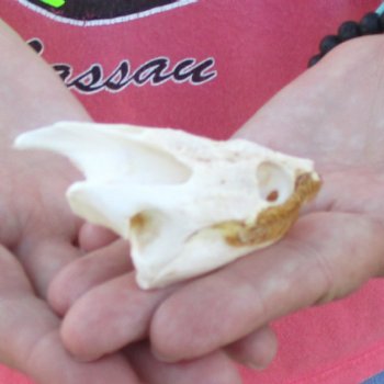 2-3/4" Common Snapping Turtle Skull - $38