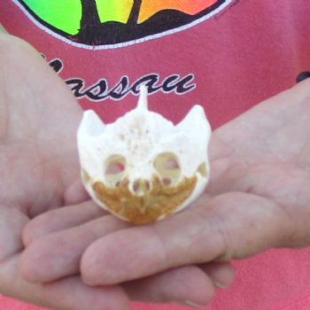 2-3/4" Common Snapping Turtle Skull - $38
