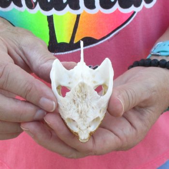 2-3/4" Common Snapping Turtle Skull - $38