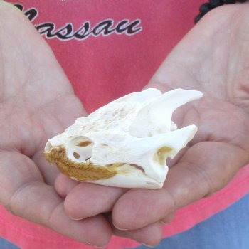 2-3/4" Common Snapping Turtle Skull - $38