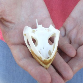 2-3/4" Common Snapping Turtle Skull - $38