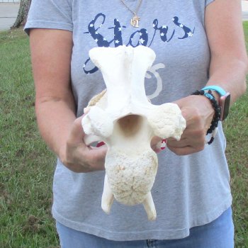 12" Giraffe Neck Vertebra Bone, available for sale - $55