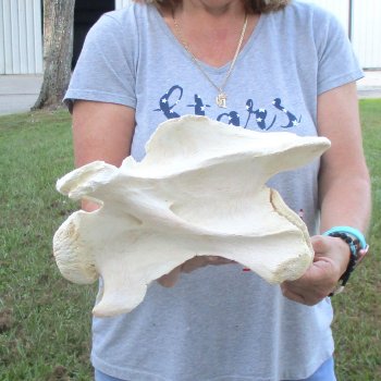 12" Giraffe Neck Vertebra Bone, available for sale - $55