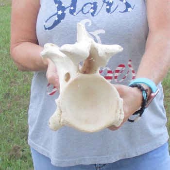 12" Giraffe Neck Vertebra Bone, available for sale - $55