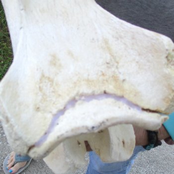 12" Giraffe Neck Vertebra Bone, available for sale - $55
