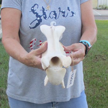 12-1/2" Giraffe Neck Vertebra Bone, available for sale - $55