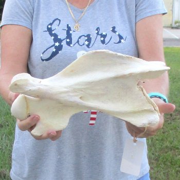 12-1/2" Giraffe Neck Vertebra Bone, available for sale - $55