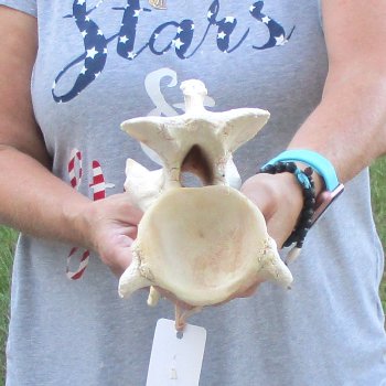 12-1/2" Giraffe Neck Vertebra Bone, available for sale - $55
