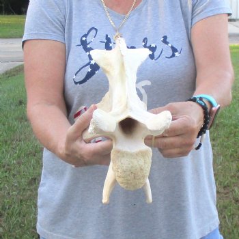 12" B-Grade Giraffe Vertebra Bone, available for sale - $35