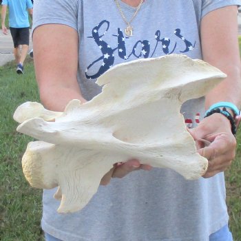 12" B-Grade Giraffe Vertebra Bone, available for sale - $35