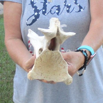 12" B-Grade Giraffe Vertebra Bone, available for sale - $35