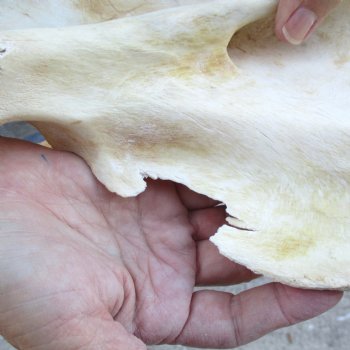 12" B-Grade Giraffe Vertebra Bone, available for sale - $35