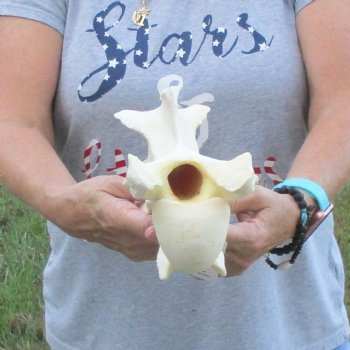 12" Giraffe Vertebra Bone available for sale - $55