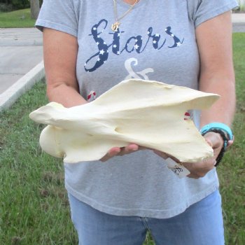 12" Giraffe Vertebra Bone available for sale - $55