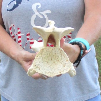 12" Giraffe Vertebra Bone available for sale - $55