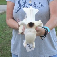14" XL Giraffe Vertebra Bone