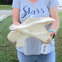 14" XL Giraffe Vertebra Bone