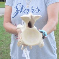14" XL Giraffe Vertebra Bone