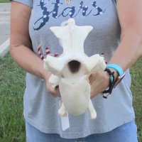 13-1/2" XL Giraffe Vertebra Bone 
