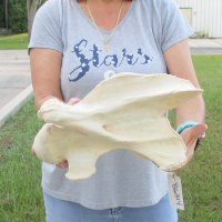 13-1/2" XL Giraffe Vertebra Bone 