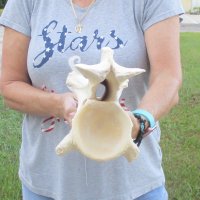 13-1/2" XL Giraffe Vertebra Bone 