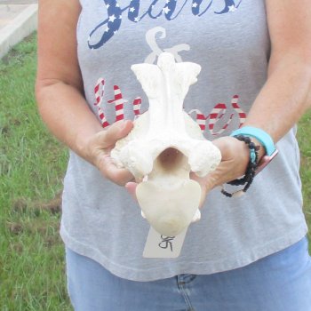 13" Giraffe Neck Vertebra Bone
