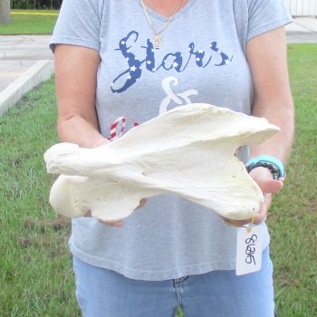 13" Giraffe Neck Vertebra Bone