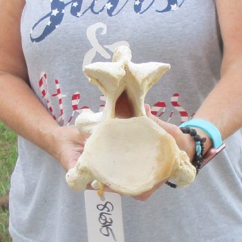 13" Giraffe Neck Vertebra Bone