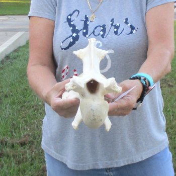 13" Giraffe Neck Vertebra Bone