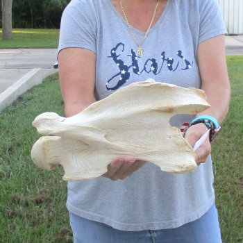 13" Giraffe Neck Vertebra Bone