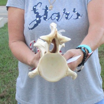 13" Giraffe Neck Vertebra Bone