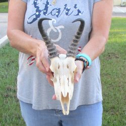 B-Grade African Male Springbok Skull with 8 inch horns for sale $45
