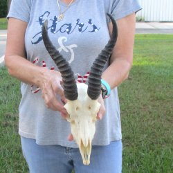 B-Grade African Male Springbok Skull with 10 inch horns for sale $45