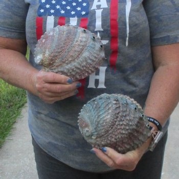 2pc Pink Abalone shell measuring 6" - for $19.00/lot