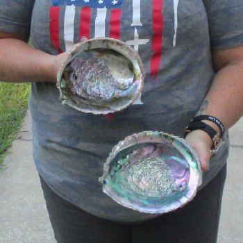 2pc Pink Abalone shell measuring 6" - for $19.00/lot