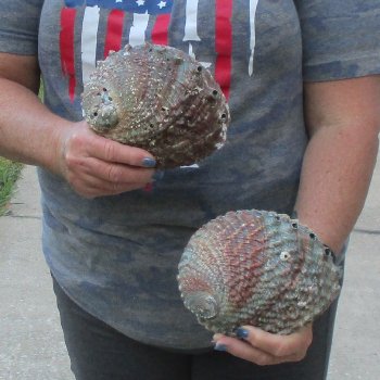 2pc Pink Abalone shell measuring 6" - for $19.00/lot