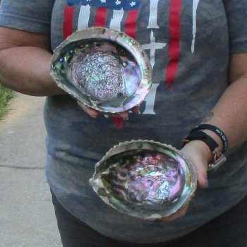 2pc Pink Abalone shell measuring 6" - for $19.00/lot