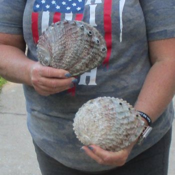 2pc Pink Abalone shell measuring 6" - for $19.00/lot