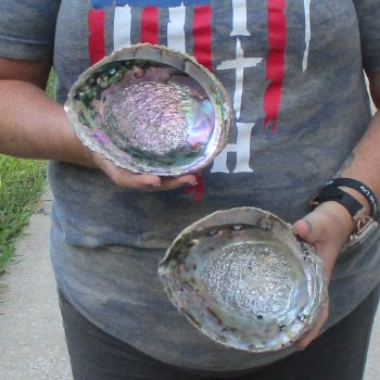 2pc Pink Abalone shell measuring 6" - for $19.00/lot