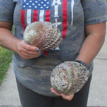 2pc Pink Abalone shell measuring 6" - for $19.00/lot