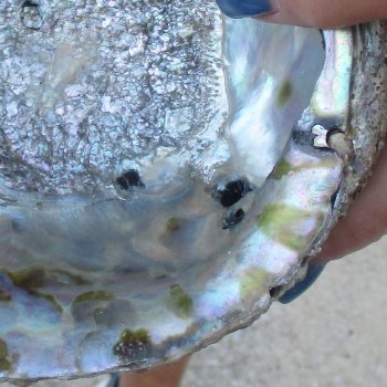 2pc Pink Abalone shell measuring 6" - for $19.00/lot