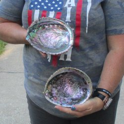 2pc Pink Abalone shell measuring 6" - for $19.00/lot