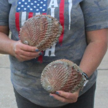 2pc Pink Abalone shell measuring 6" - for $19.00/lot