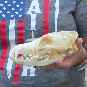 7-1/4  x 3-3/4" Coyote Skull - for $36