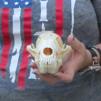 7-1/4  x 3-3/4" Coyote Skull - for $36