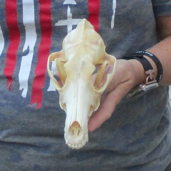7-1/4  x 3-3/4" Coyote Skull - for $36