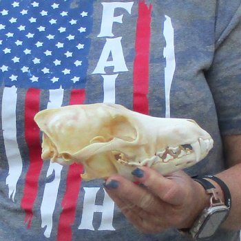 7-1/4  x 3-3/4" Coyote Skull - for $36