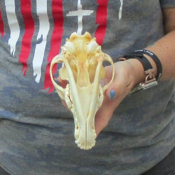 7-1/4  x 3-3/4" Coyote Skull - for $36